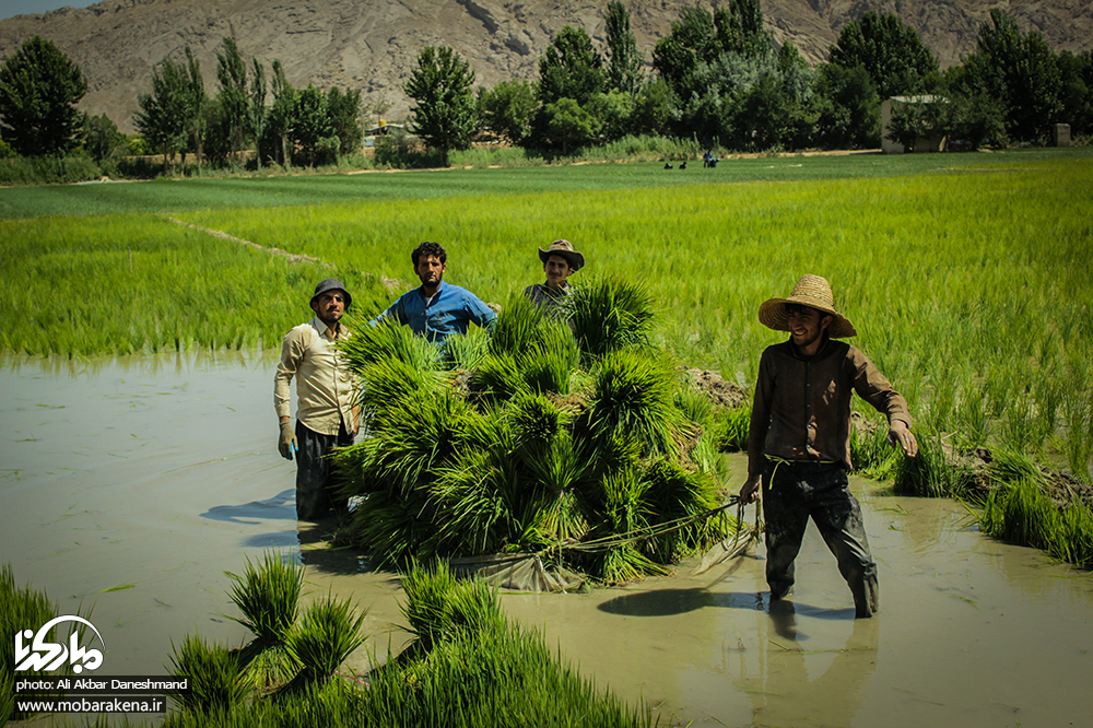 نشاکاری برنج در شهرستان مبارکه/ تصاویر