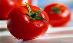 دلایل افزایش قیمت گوجه‌فرنگی تا 4000 تومان