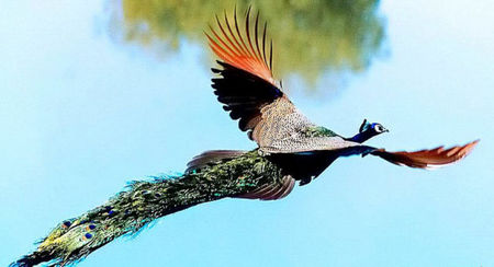پرواز زیبای طاووس+عکس