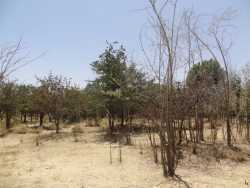 راهکارهای کاهش اثرات خشکسالی در باغات میوه شهرستان
