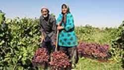 آغاز ثبت نام بیمه کشاورزان غیرساکن در روستاها در صندوق بیمه اجتماعی کشاورزان ، روستاییان و عشایر