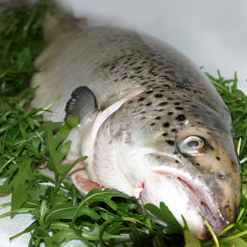مصرف زیاد ماهی‌های چرب مانع رشد سرطان می‌شود