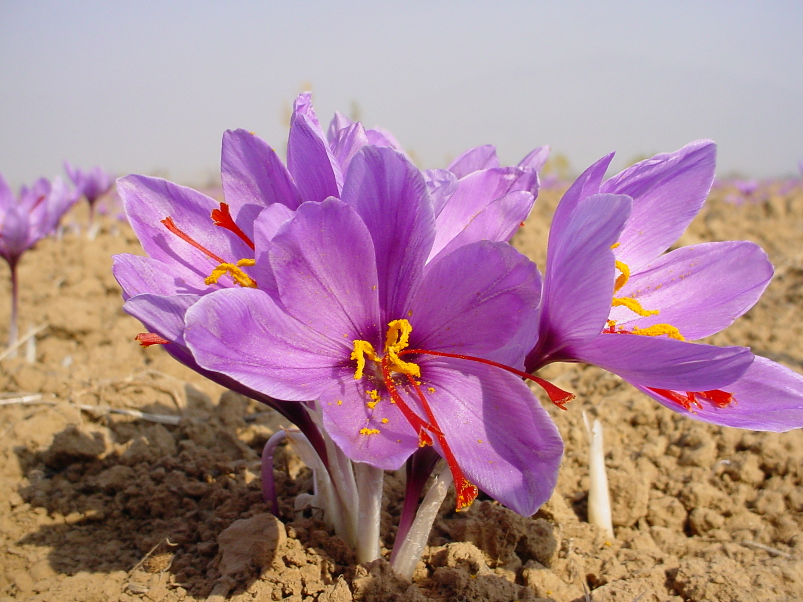 عدم بارندگی زمستانه و نیاز ضروری باغات و مزارع زعفران به آبیاری