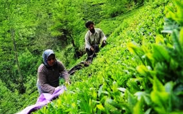توصیه دولت به مردم درباره مصرف چای/اروپایی‌ها چای ایرانی می‌نوشند