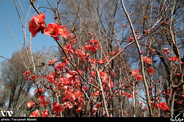 بهار 95 در شهرستان مبارکه/ گزارش تصویری سری اول