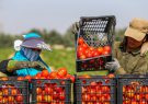 بی‌تدبیری در پاسخ به تقاضا و مشکلات کامیون‌داران دلایل افزایش قیمت گوجه در اصفهان