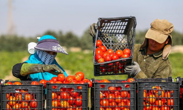 بی‌تدبیری در پاسخ به تقاضا و مشکلات کامیون‌داران دلایل افزایش قیمت گوجه در اصفهان