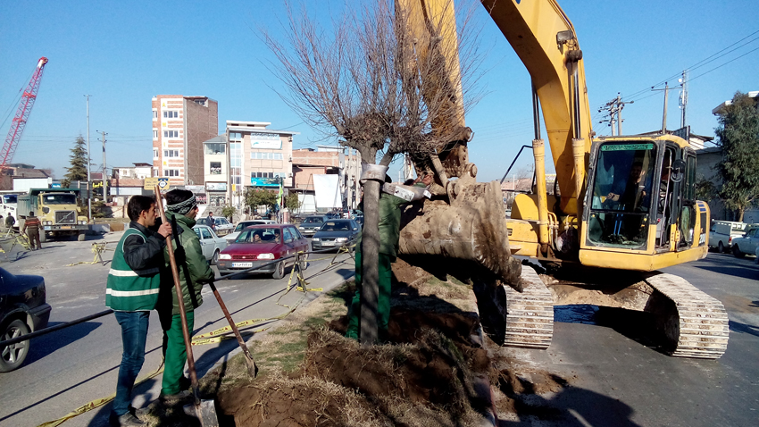 جابجايي ۱۱۰ اصله درخت در مسير پروژه‌هاي شهري مباركه