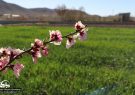 تصاویر|شکوفه های بهاری در باغات مبارکه
