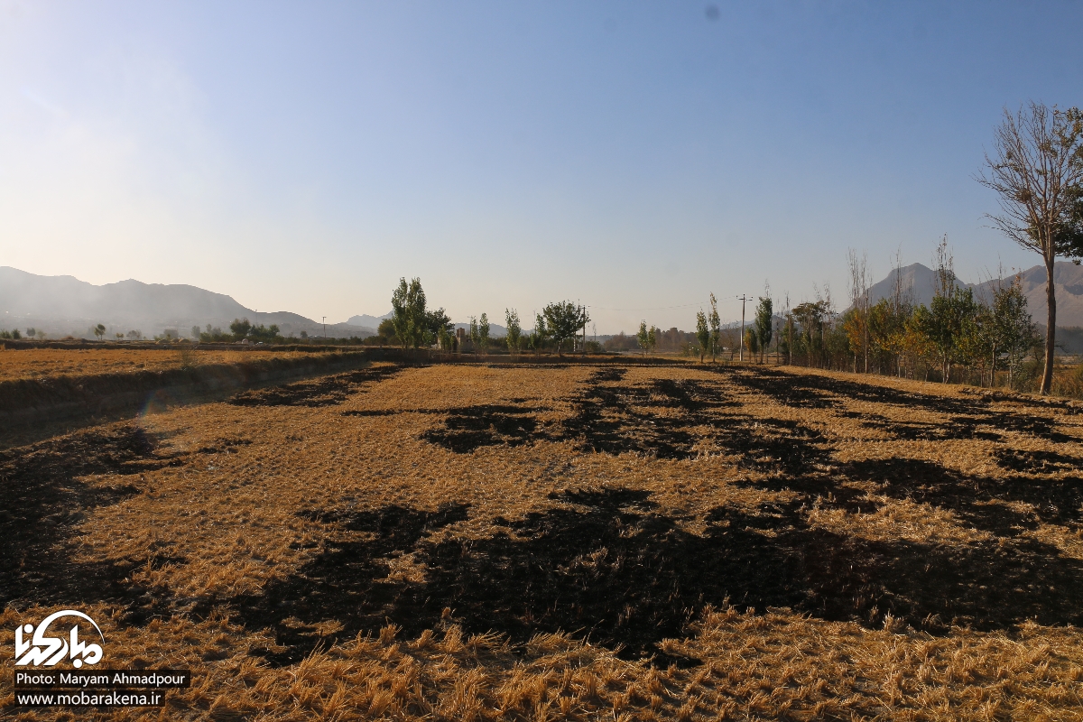 پیگیری های موسسه حامیان محیط زیست شهرستان مبارکه در خصوص سوزاندن کاه و کلش و بقایای گیاهی بجای مانده از برداشت