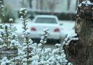 تصاویر | بارش برف زمستانی شهر مبارکه را سفید پوش کرد