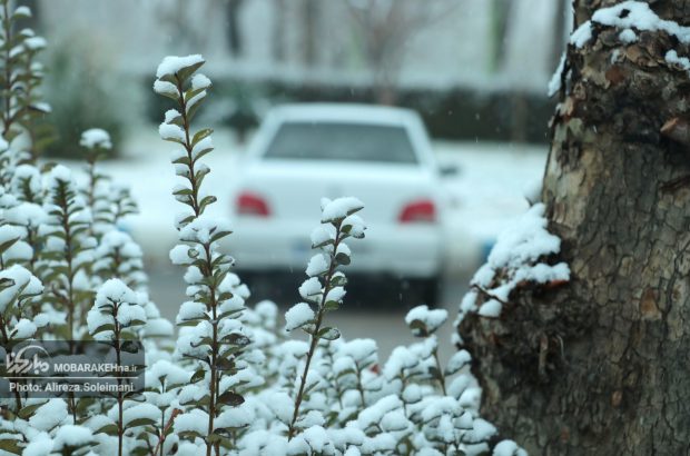 تصاویر | بارش برف زمستانی شهر مبارکه را سفید پوش کرد