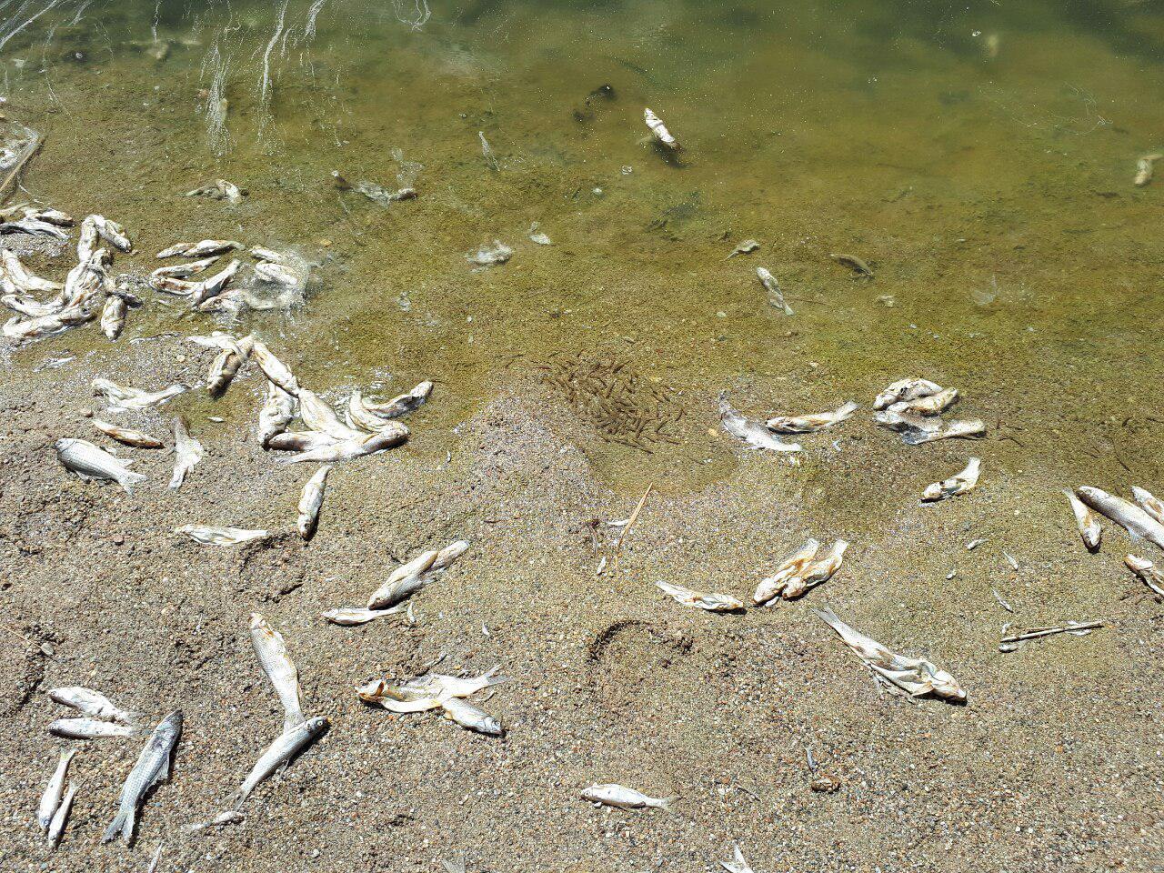 تلف شدن ۱۰ هزار قطعه ماهی در پی خشک شدن زاینده رود