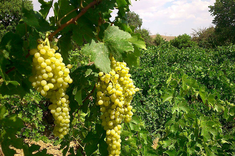 مبارکه نخستین تولید کننده انگور در استان